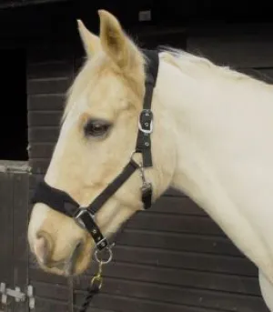 Personalised Anatomical Headcollar And Leadrope Set - Plodders Design