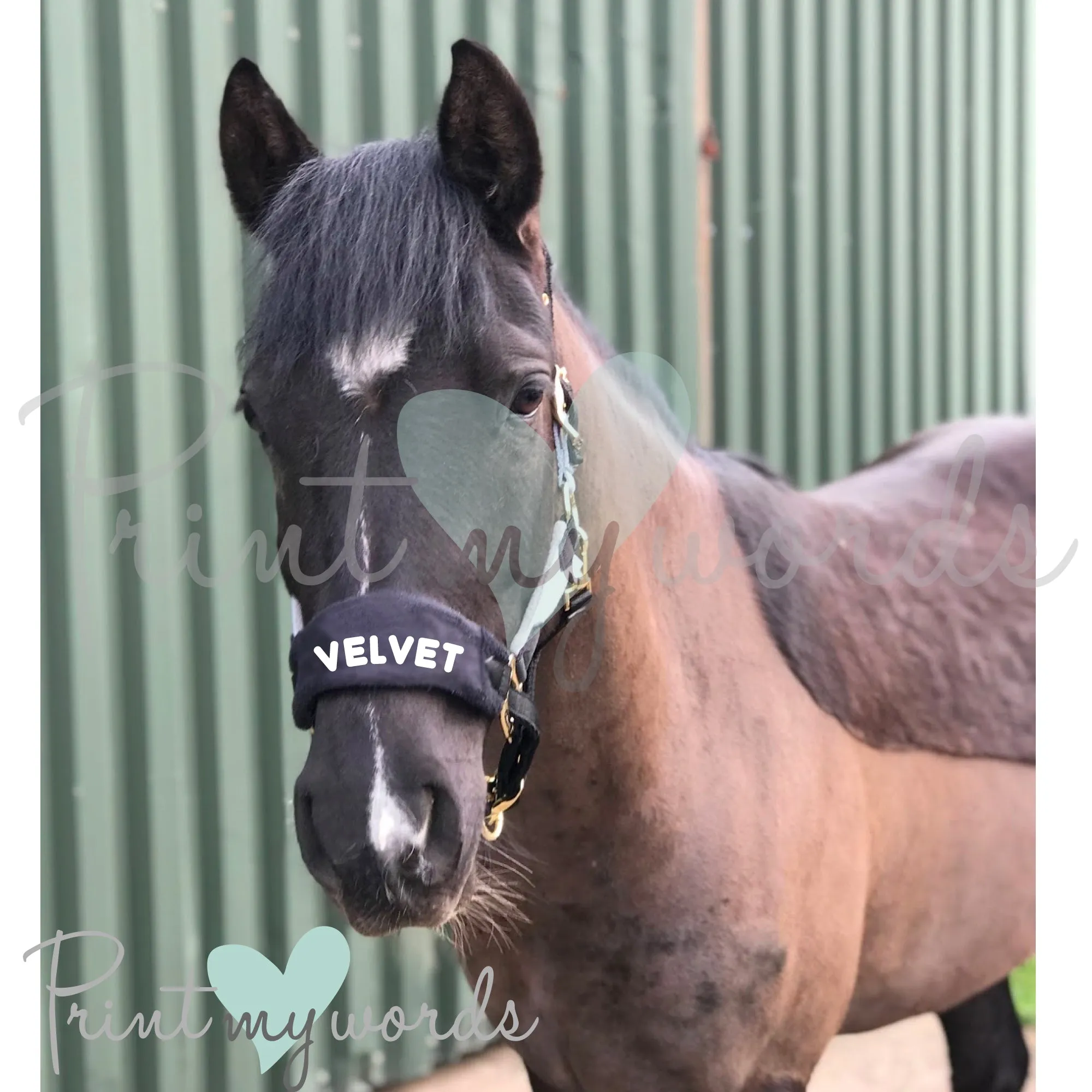 Personalised Anatomical Headcollar And Leadrope Set - Plodders Design