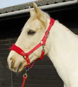 Personalised Anatomical Headcollar And Leadrope Set - Plodders Design