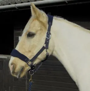 Personalised Anatomical Headcollar And Leadrope Set - Plodders Design