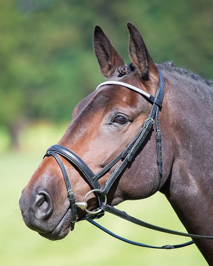 Shires Blenheim Outline Training Aid