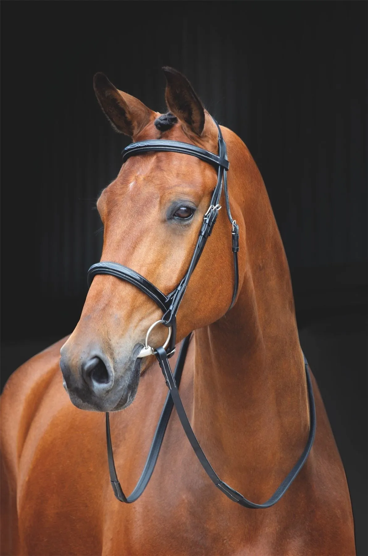 Shires Salisbury Fairford Bridle
