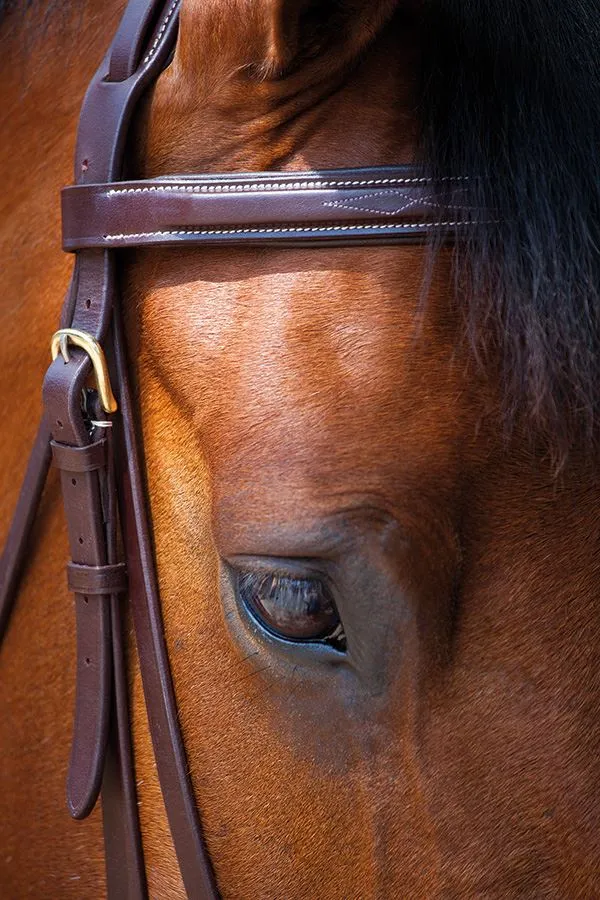 Shires Salisbury Fairford Bridle