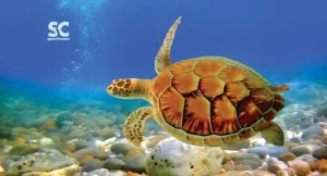 TURTLE TOWEL