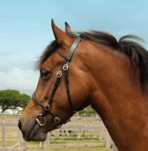 Windsor In Hand Bridle