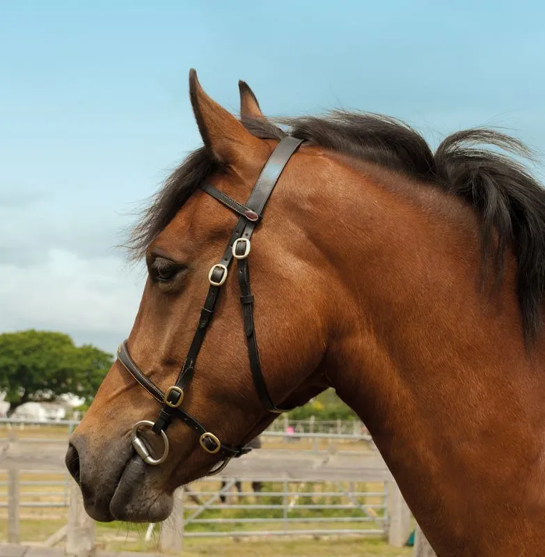 Windsor In Hand Bridle